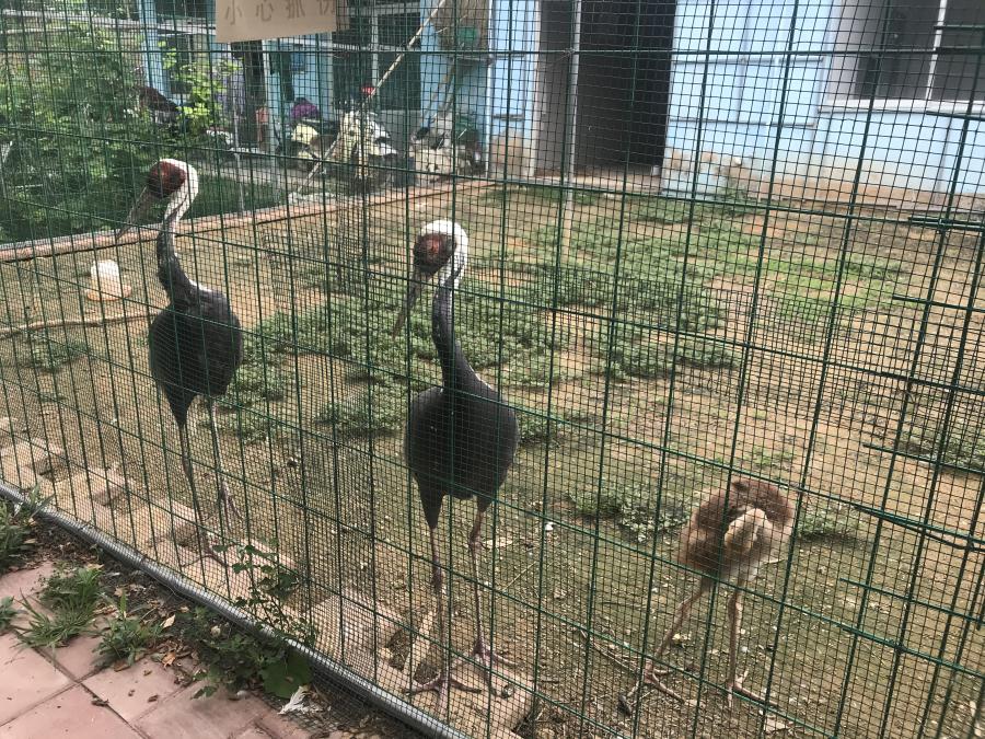 天鵝湖風(fēng)景區(qū)（泰山）速覽！(圖6)