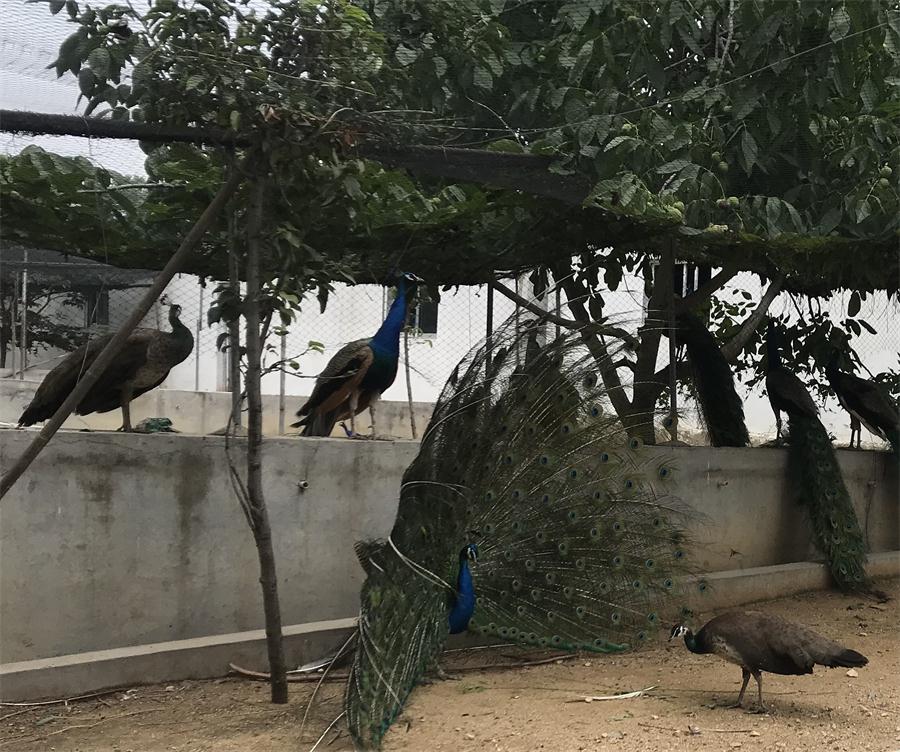 天鵝湖風(fēng)景區(qū)（泰山）速覽！(圖11)