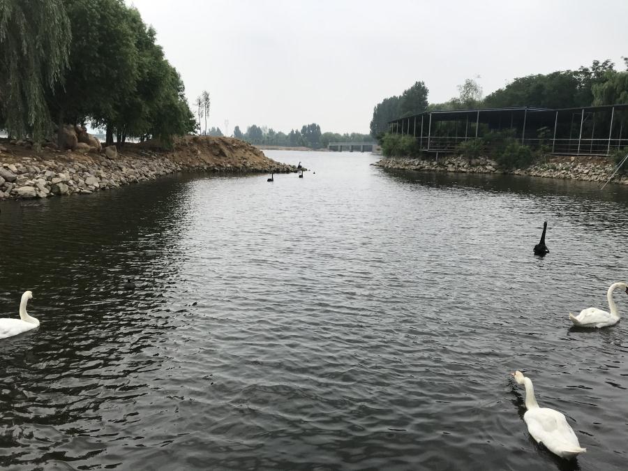 天鵝湖風(fēng)景區(qū)（泰山）速覽！(圖14)