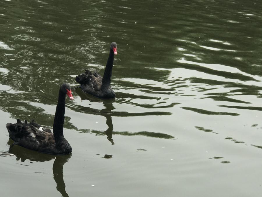 天鵝湖風(fēng)景區(qū)（泰山）速覽！(圖13)