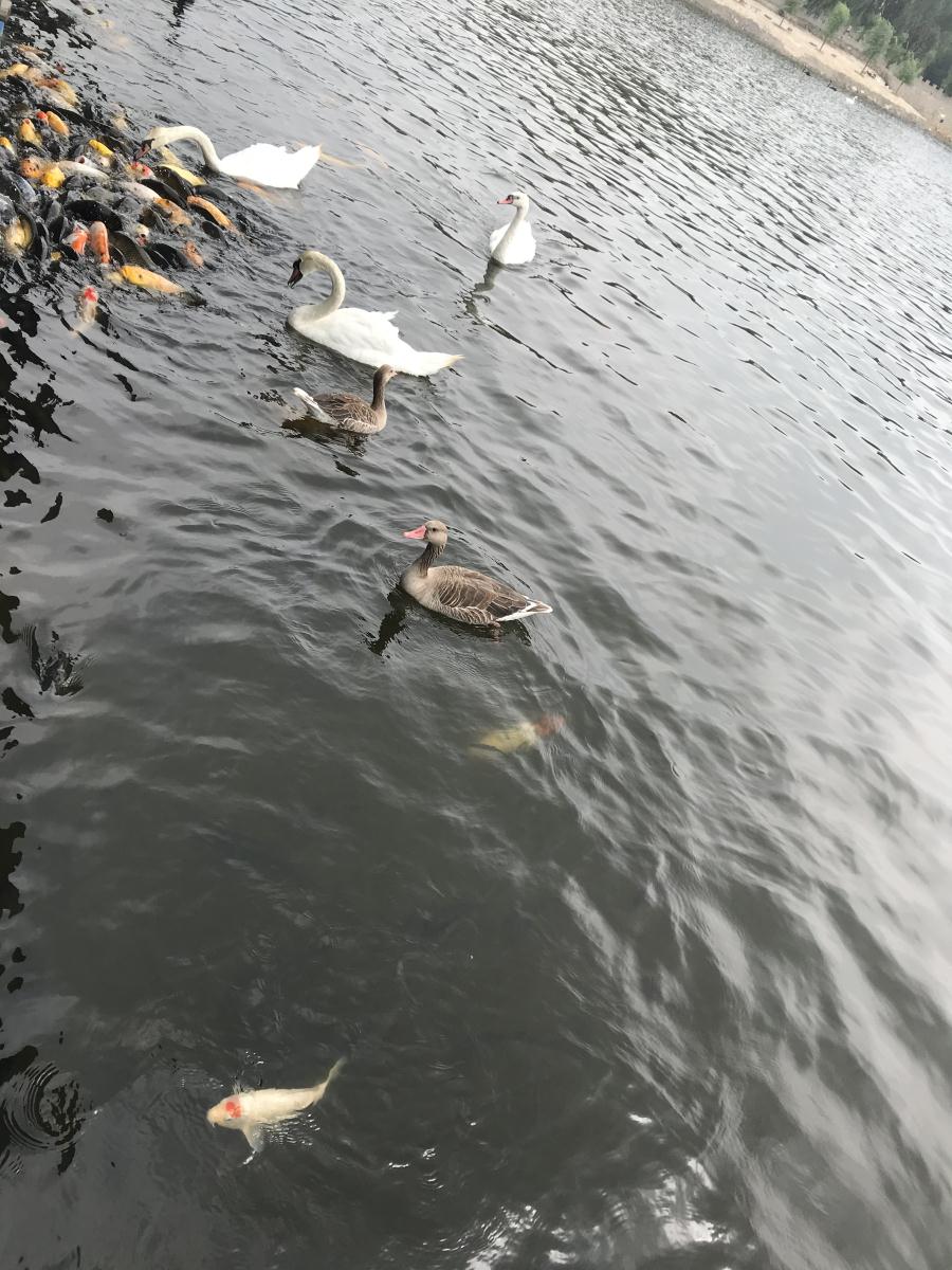 天鵝湖風(fēng)景區(qū)（泰山）速覽！(圖17)