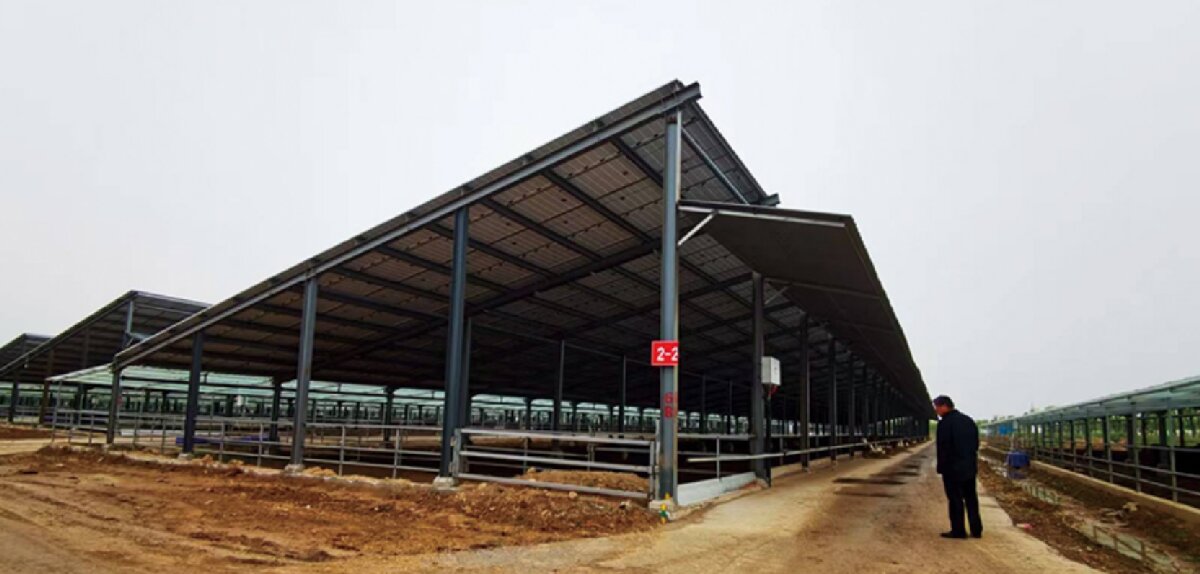 信橋鋼構(gòu)：打卡蒙陰農(nóng)業(yè)溫室大棚、青州黑牛養(yǎng)殖基地！(圖5)